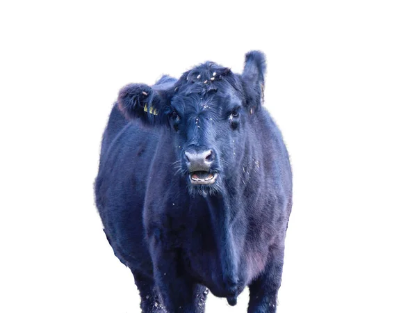 Чорна Ангусова Корова Ізольована Білому Тлі — стокове фото
