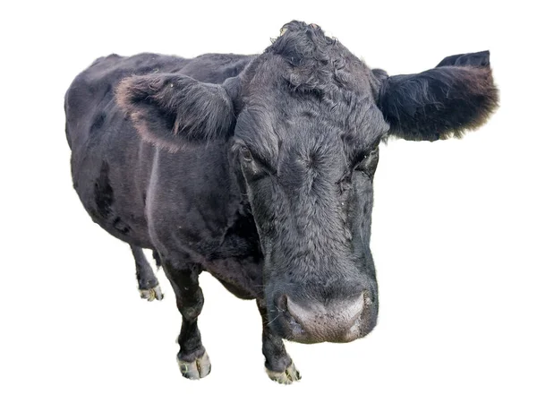 在白色背景下分离的黑羚牛 — 图库照片