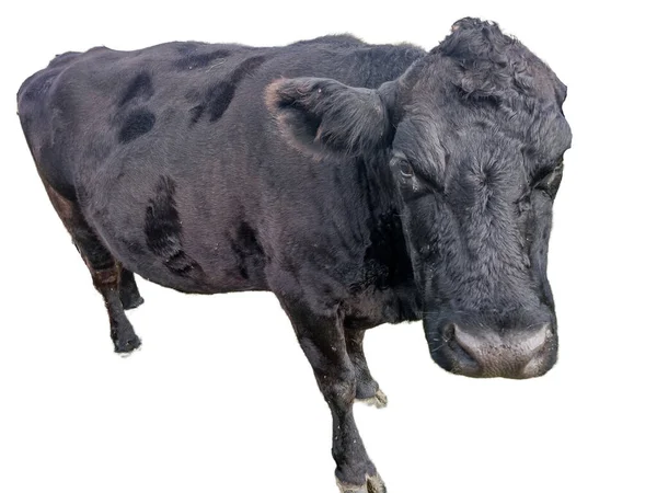 Чёрная Корова Ангус Белом Фоне — стоковое фото