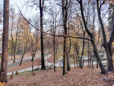 Park sonbaharda ormanda görülmüş. Baia Mare şehrinde, Romanya