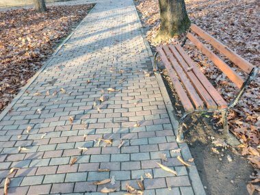 Sonbaharda parkta sokak ve bank. Baia Mare şehrinde, Romanya
