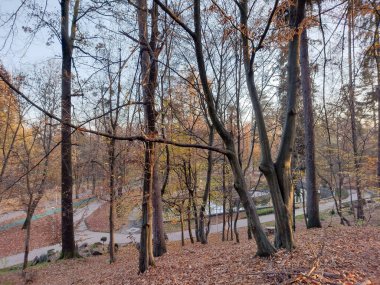 Park sonbaharda ormanda görülmüş. Baia Mare şehrinde, Romanya