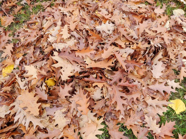 가을에는 떡갈나무 심는다 — 스톡 사진