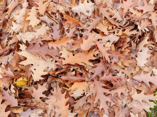 Hromada Hnědých Dubových Listů Podzim — Stock fotografie