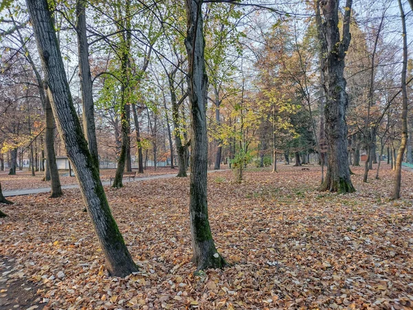 来自公园的秋天风景 在罗马尼亚Baia Mare市 — 图库照片
