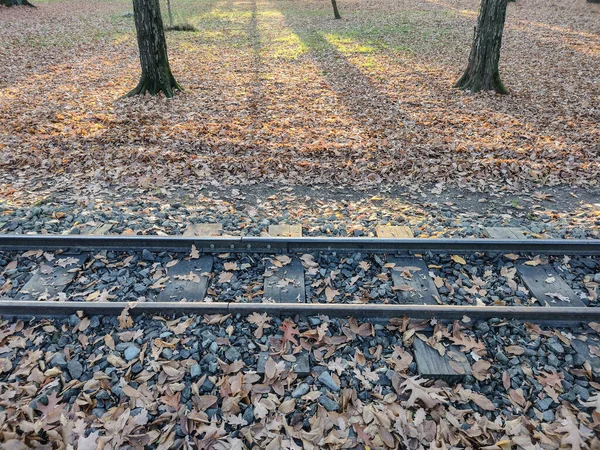 公園内の鉄道や紅葉 ルーマニアのバイア マーレ市で — ストック写真