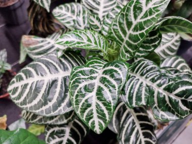 Zebraplant tencerede. Aphelandra Kare Bitkisi