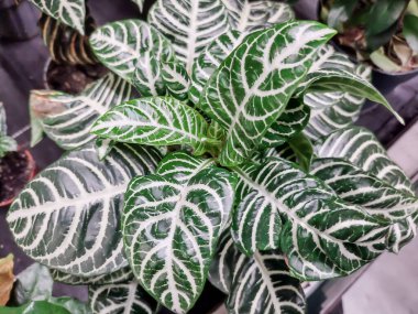 Zebraplant tencerede. Aphelandra Kare Bitkisi