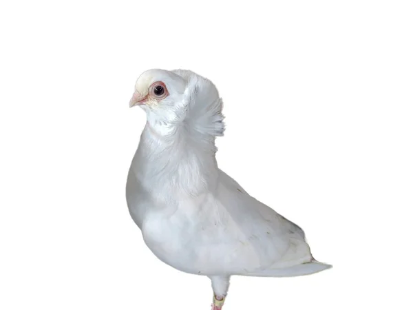 Pigeon Blanc Isolé Sur Fond Blanc — Photo