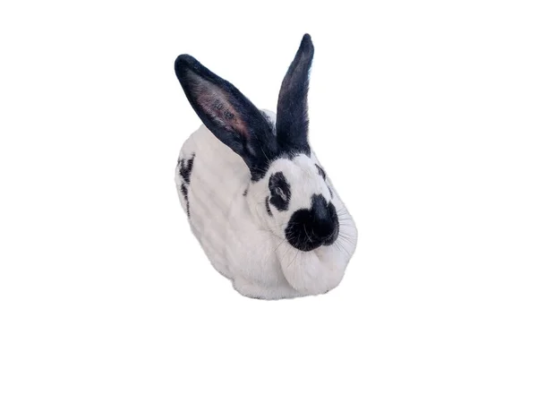 Белый Кролик Черными Пятнами Изолированы Белом Фоне — стоковое фото