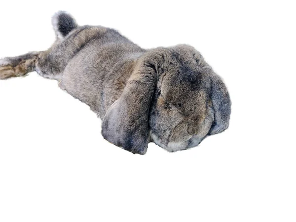 Conejo Aislado Sobre Fondo Blanco —  Fotos de Stock