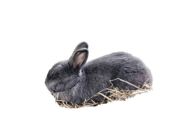 白地に隔離されたウサギ — ストック写真