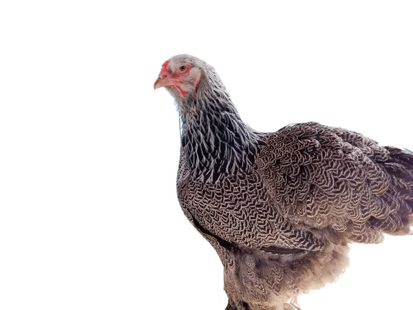 Brahma Chicken Isolated White Background — Stock Photo, Image