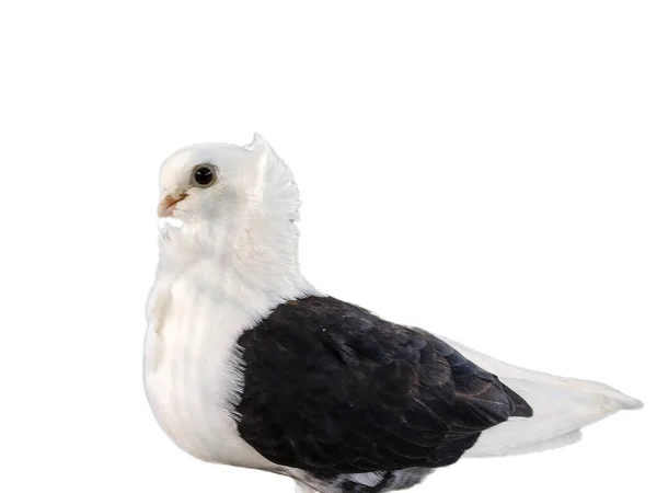 Pigeon Branco Manchado Preto Gaivota Isolado Branco — Fotografia de Stock
