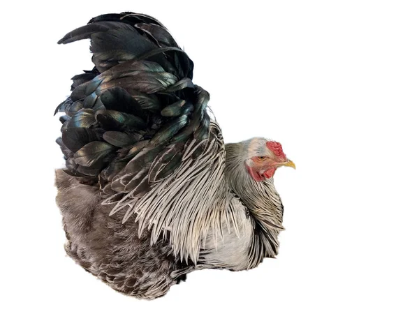 白底婆罗门鸡 — 图库照片