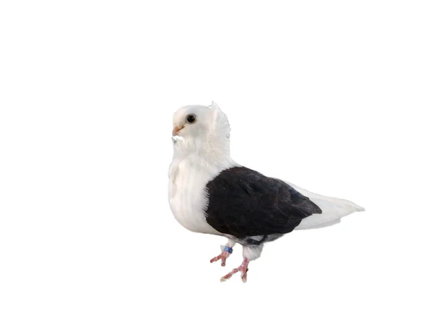 Черная Пятнистая Белая Чайка Голубя Изолированы Белом — стоковое фото