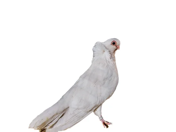 Beyaz Güvercin Beyaz Arka Plan Üzerinde Izole — Stok fotoğraf