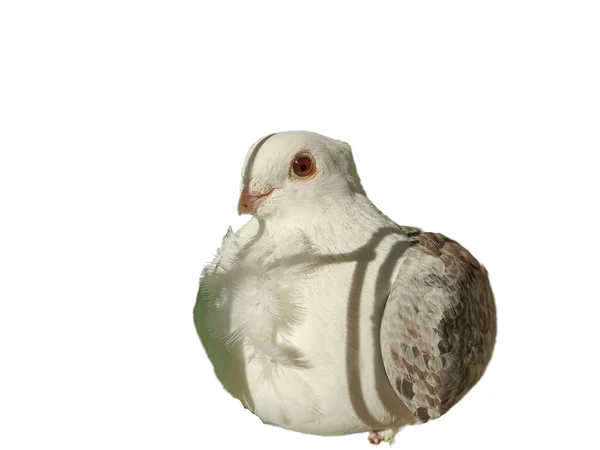 Pigeon Mouette Isolé Sur Fond Blanc — Photo