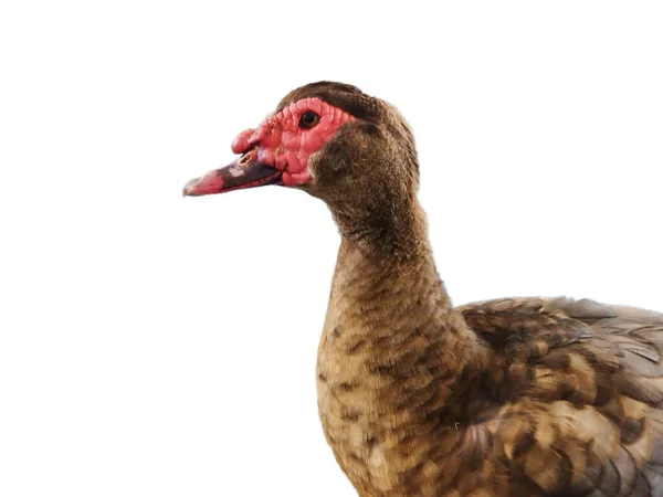 Brun Duck Isolerad Vit Bakgrund — Stockfoto