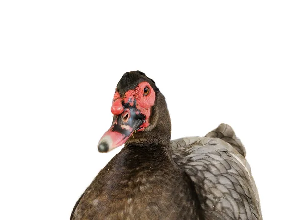 Beyaz Arka Plan Üzerinde Izole Kahverengi Ördek — Stok fotoğraf