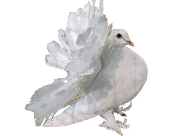 白い背景に孤立した白い鳩 白い鳩 — ストック写真