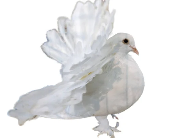 Colombe Blanche Isolée Sur Fond Blanc Pigeon Blanc — Photo