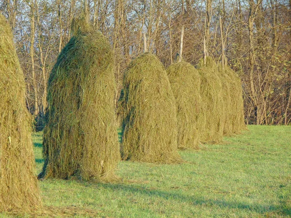 Haystacks Field Maramures County Romania — Stock fotografie