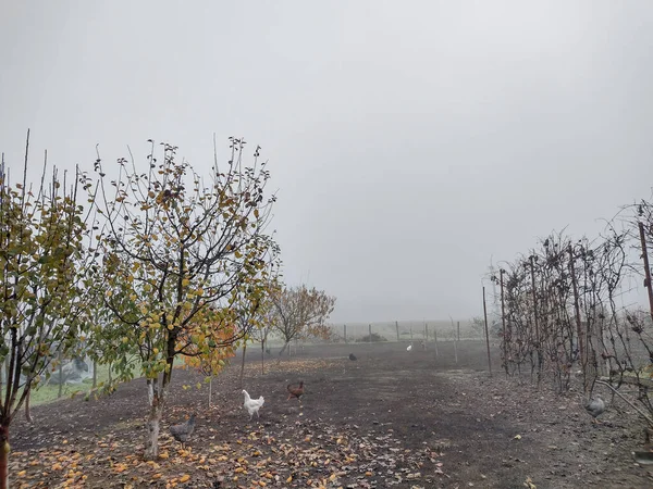 Some chickens on the farm and fog in the distance. In Maramures, Romania