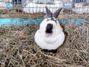 siyah noktalar ile beyaz tavşan