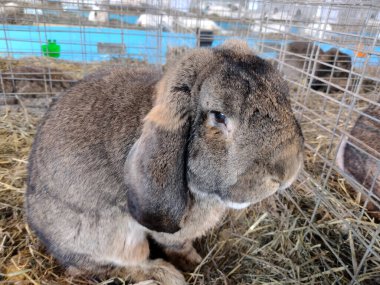 Bir tavşan samanlıkta oturuyor.