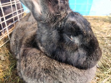 Bir tavşan samanlıkta oturuyor.