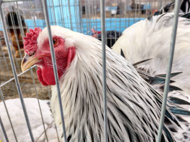 Kafesteki samandaki Brahma tavuğu