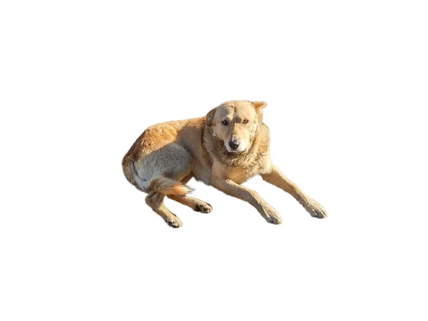 Желтая Собака Белом Фоне — стоковое фото