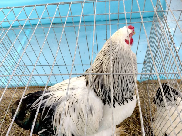 Брахма Курица Соломе Клетке — стоковое фото