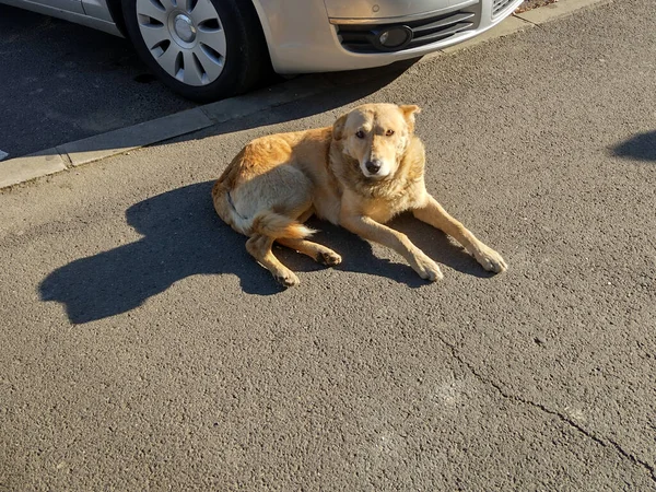 Собака Сидит Тротуаре Рядом Машиной Румынии — стоковое фото