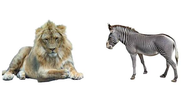 Collage Con Leone Una Zebra Grevy — Foto Stock