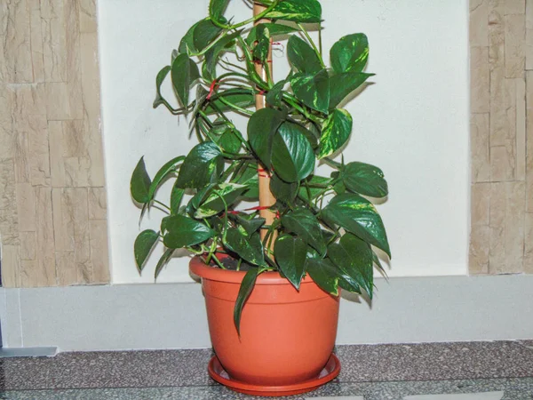 Roślina Golden Pothos Garnku Epipremnum Aureum — Zdjęcie stockowe