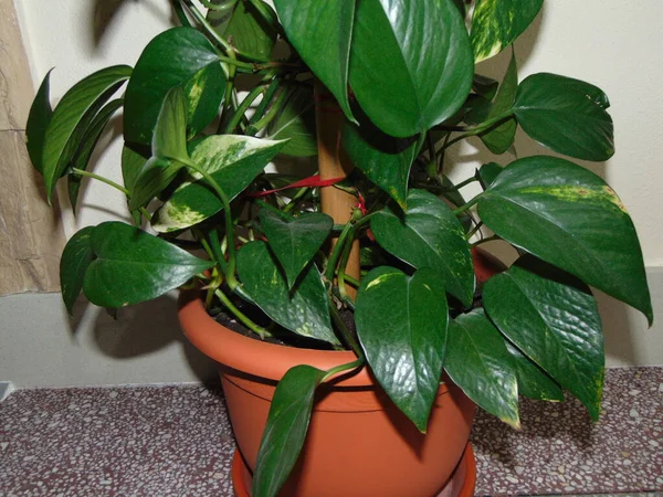 Golden Pothos Plant Pot Epipremnum Aureum — Stock Photo, Image