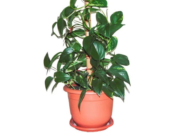 Golden Pothos Plant Pot Epipremnum Aureum — Stock Photo, Image