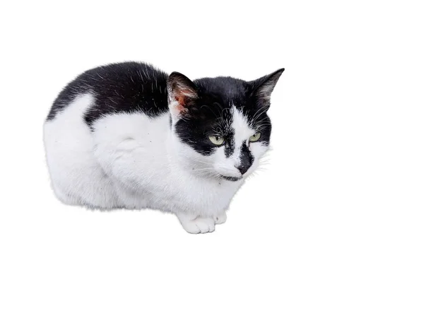 Vit Katt Med Svarta Fläckar Isolerade Vitt — Stockfoto