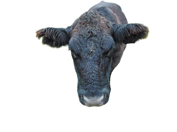 Vaca Angus Negra Aislada Sobre Fondo Blanco —  Fotos de Stock