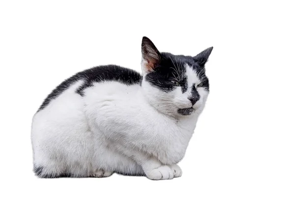 White Cat Black Spots Isolated White — Stock Photo, Image
