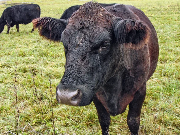 Чёрная Корова Пастбище — стоковое фото
