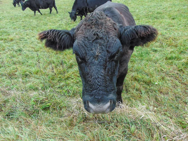 Vaca Negra Angus Pasto —  Fotos de Stock