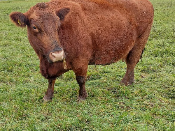 Vaca Angus Roja Pasto —  Fotos de Stock