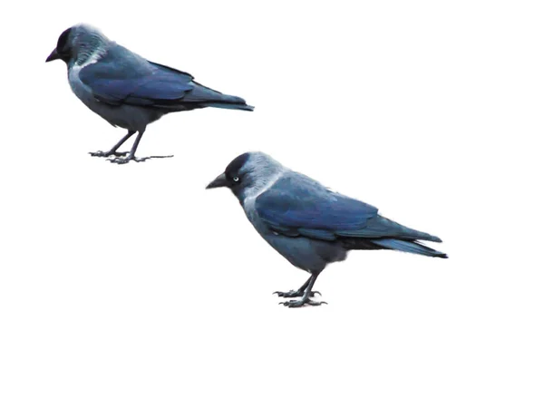 Två Jackdaw Fåglar Corvus Monedula Isolerad Vit Bakgrund — Stockfoto