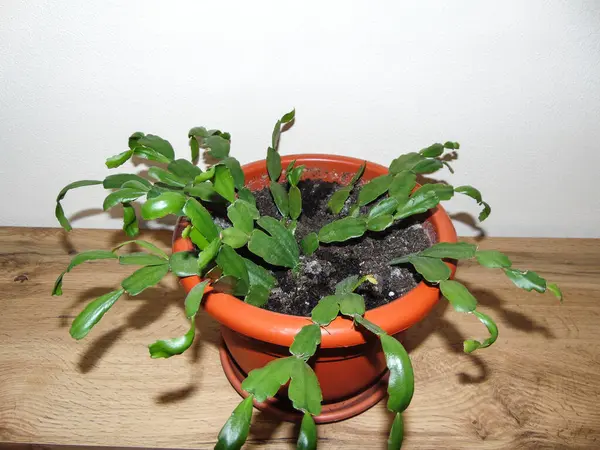 Planta Cactus Navidad Olla Planta Schlumbergera — Foto de Stock