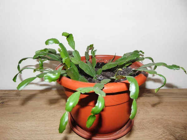 Kerst Cactus Plant Pot Installatie Schlumbergera — Stockfoto