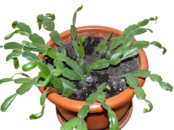 Kerst Cactus Plant Pot Installatie Schlumbergera — Stockfoto