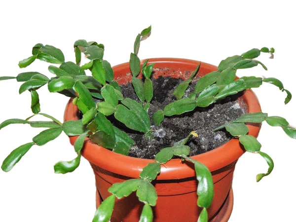 Plante Cactus Noël Dans Pot Usine Schlumbergera — Photo